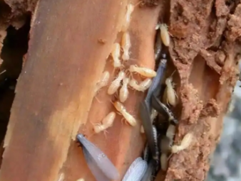 高碑店白蚁防治公司分享破除白蚁防治四大常见误区，科学防虫不踩坑